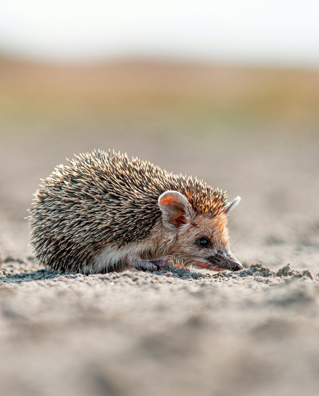 close up of a hedgehog in natural habitat
