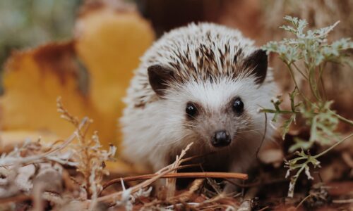 Intoduction into African pygmy hedgehogs