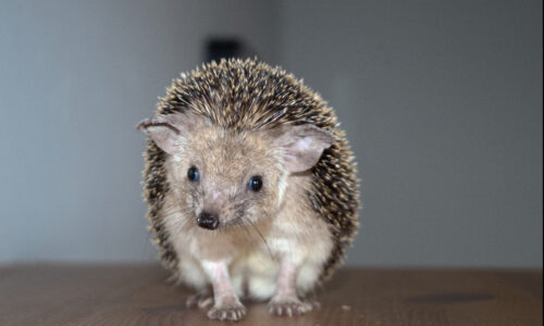 Introduction into Egyptian long-eared hedgehogs