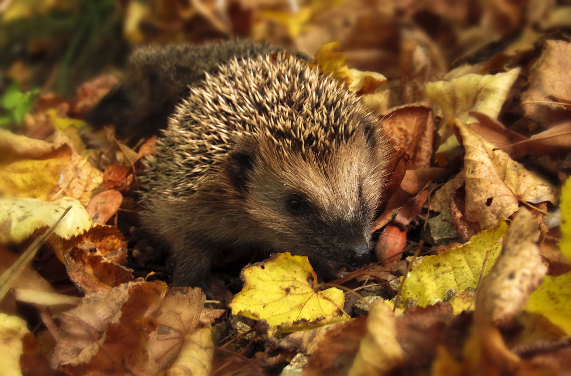 brown and black hedgehog standing on brown dry leaved