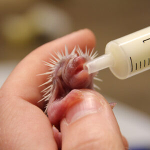 PDF booklet - Handrearing tenrecs, a step-by-step guide